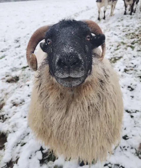 I’ve had Bramble for two years now. He was such a small lamb that I got him for free from a farmer, but he has grown into a very strong boy! I love him so much.