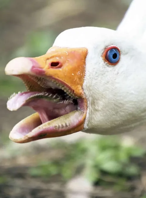 The goose is the ultimate All-Terrain vehicle.  It can fly in the air, walk on land, swim on water and swim underwater. That’s 4 things. No other animal comes even close to the goose or its anatidae cousins.