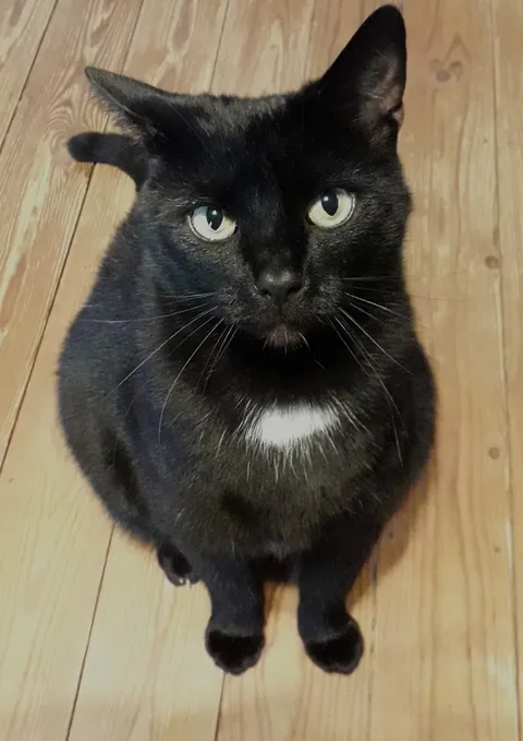 You cat is now the size of a panther, do you fear for your life?