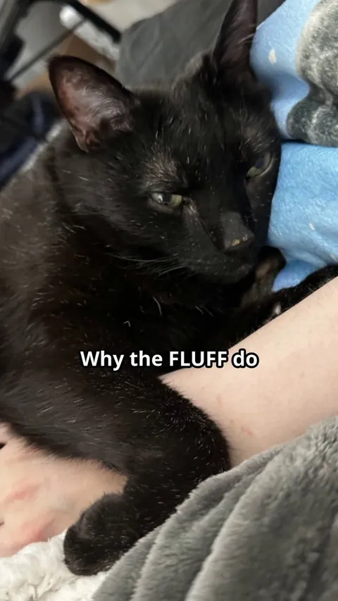 Fellow black cats, this is OUR day!