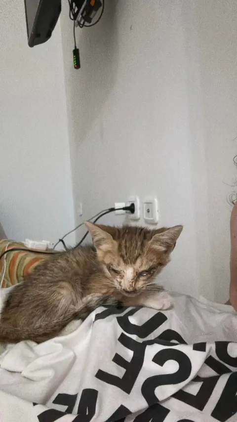 From the streets of Tunisia to the Alps, these two little rescued siblings finally found peace