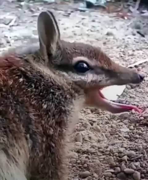 🔥the Numbat is a small, termite-eating marsupial. It is one of the closest remaining relatives of the now extinct Tasmanian Tiger (Thylacine)