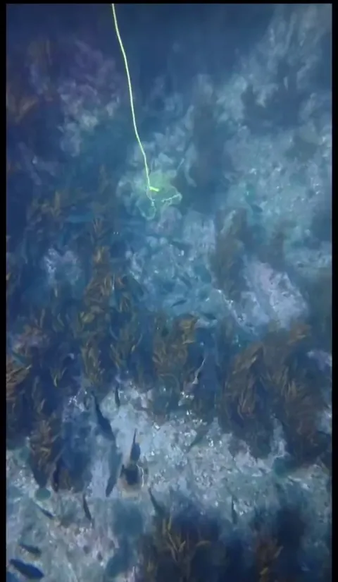 This guy harvests invasive sea urchins and pays fish tax