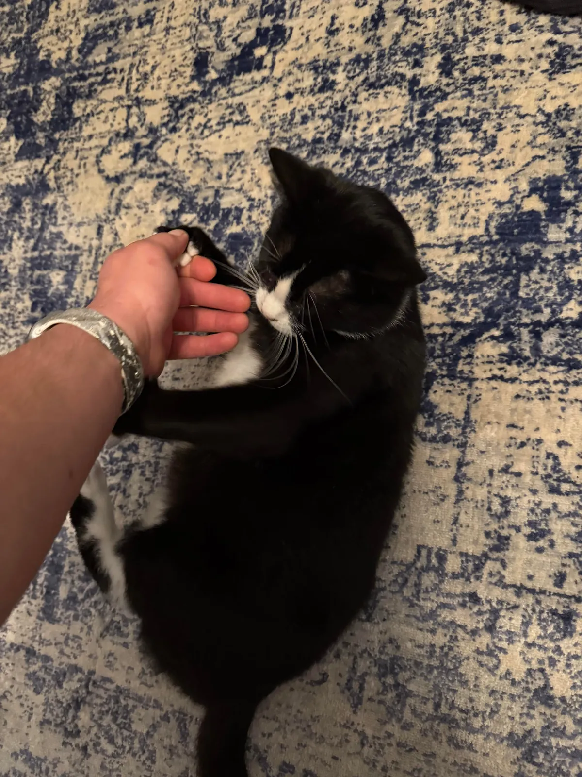 Is my cat fat? My girlfriend and today my mom said he looks overweight 🥲