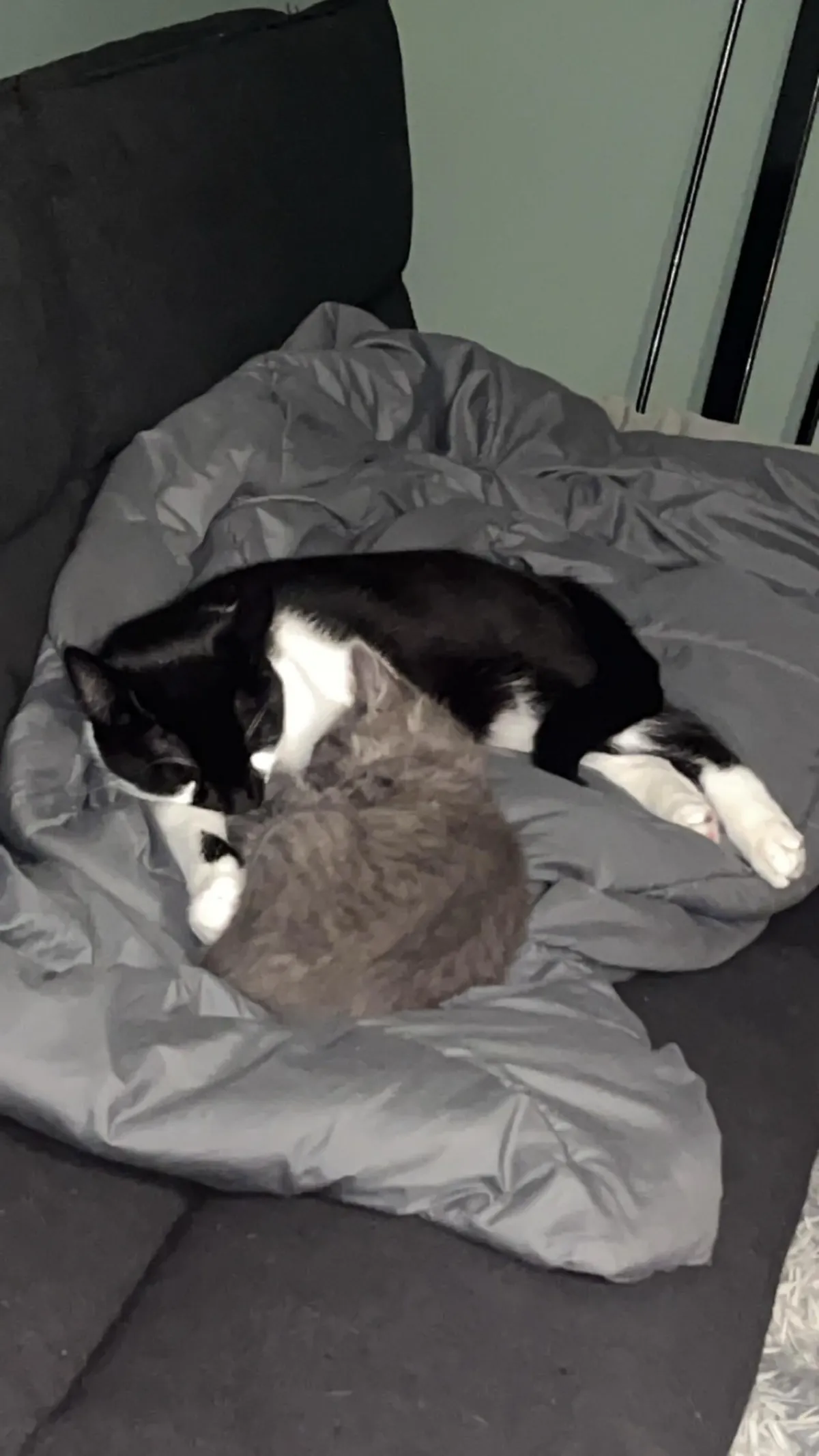 My kitties are friends now &lt;3