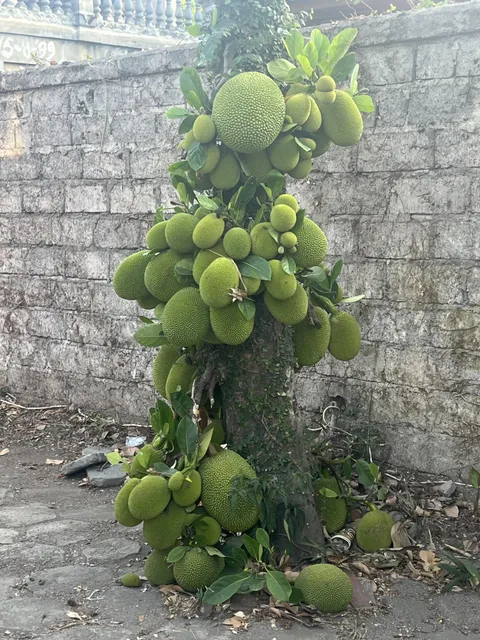 Bread fruit. Looks like cancerous growths. 