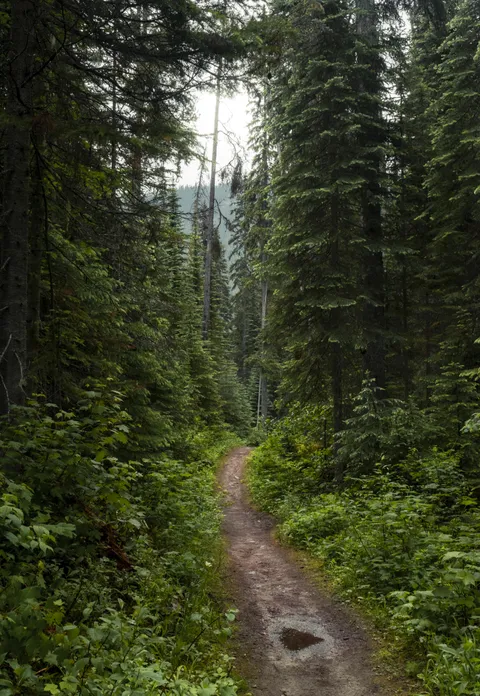 Just after the rain - Emerald Lake, British Columbia, Canada [OC] [5000x5800]