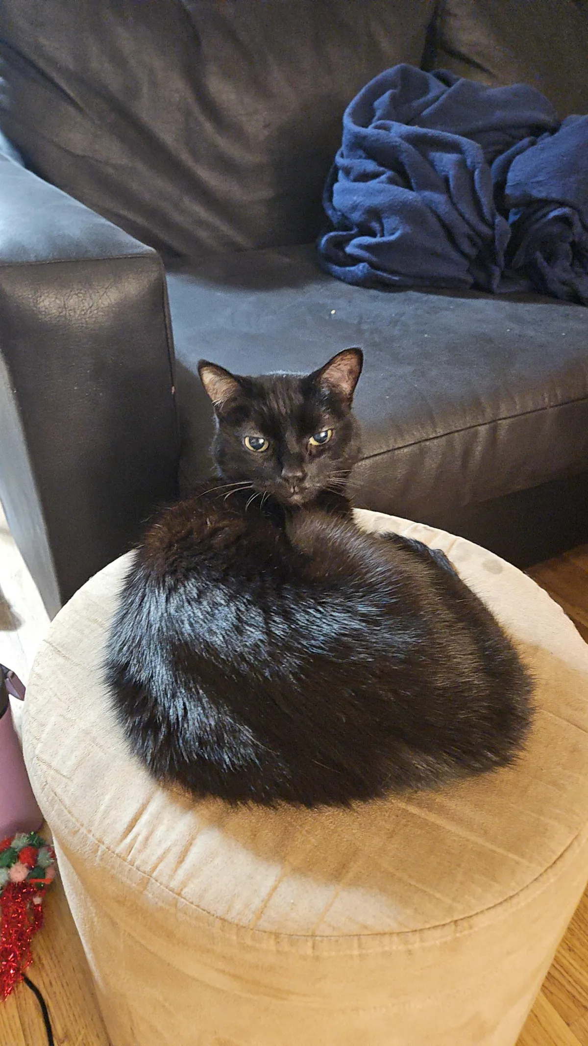 Do any cats let you pet their bellies or is that generally a no?