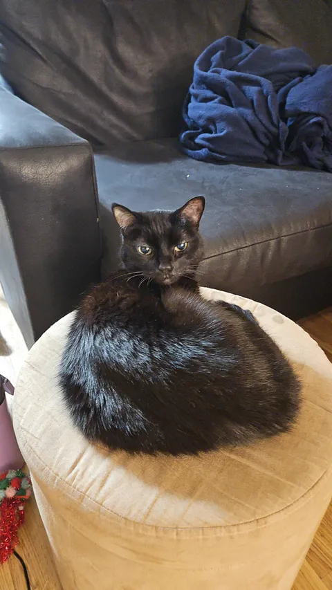 Do any cats let you pet their bellies or is that generally a no?