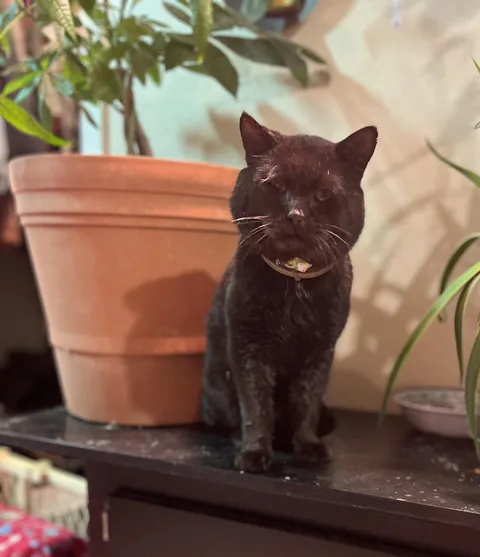 This is Midnight- today is his 21st birthday!! 