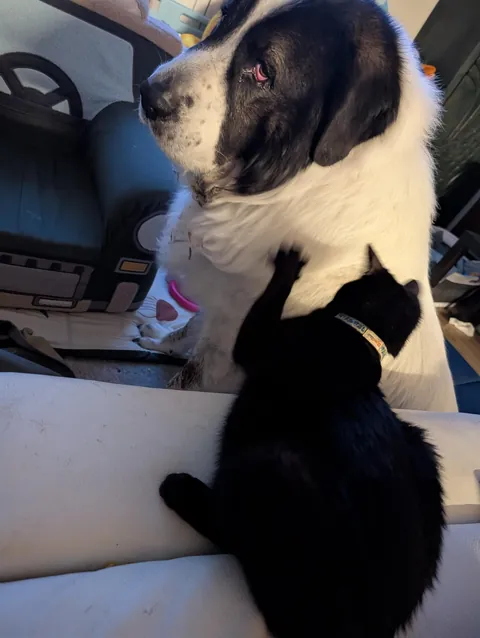 One year ago, I adopted my very first cat!