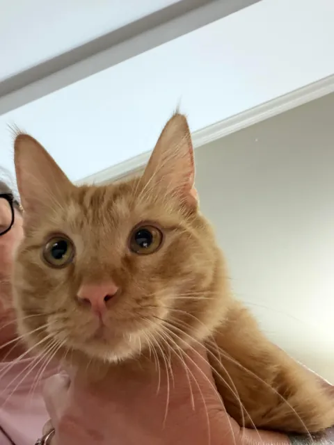 Full Blown Crazy Cat Lady