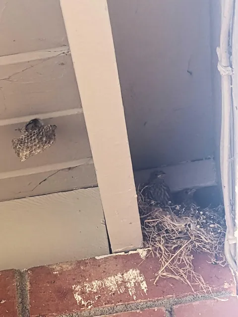Some birds moved in and ate all the wasps from a wasp nest that I've been too afraid to deal with