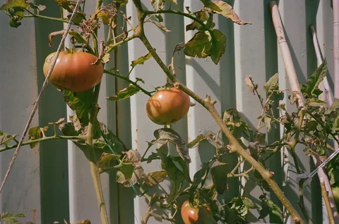 My 300 sq ft rooftop garden in downtown Brooklyn