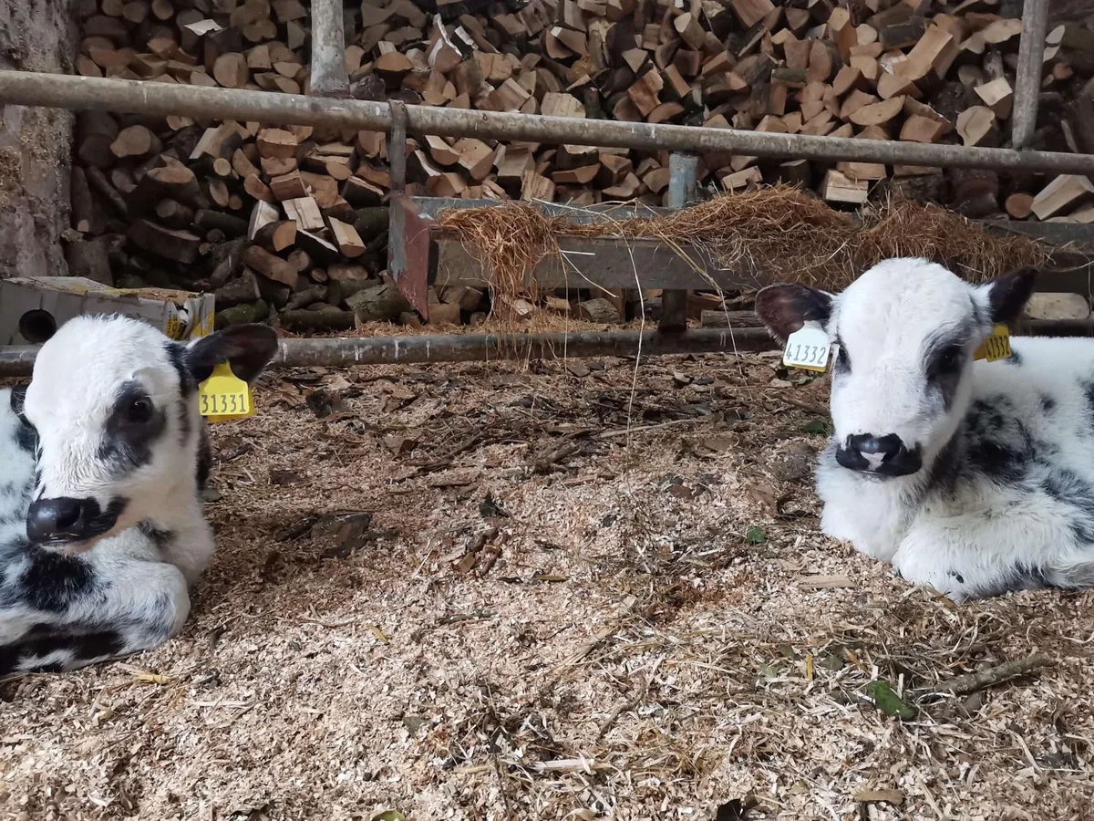 Here are a bunch of pictures of Custard and Cream hanging out with each other! These girls are always together.