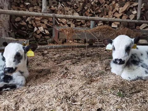 Here are a bunch of pictures of Custard and Cream hanging out with each other! These girls are always together.