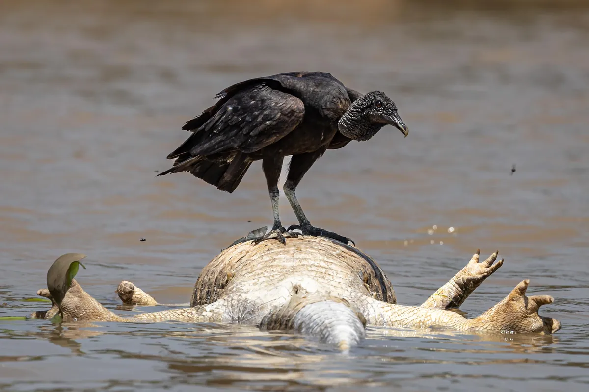 Self Drive Trip along the Transpantaniera Highway in the Brazilian Pantanal