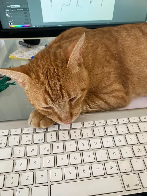 Today my heart is broken, my friend and partner was poisoned by a neighbor. God bless you my beloved friend. I will never forget you. You came to my life in a difficult moment and you filled my life with happiness. I will meet you soon in heaven. Goodbye Longanizo.