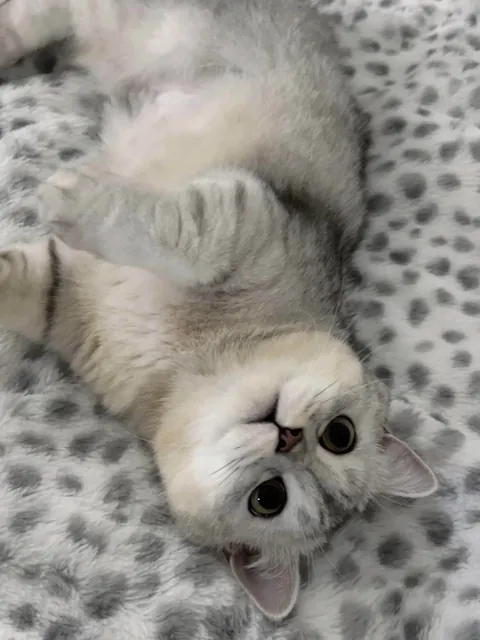 Let me introduce my sleeping buddy.