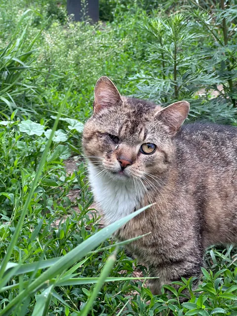 I volunteer at a cat hospice and it’s a place full of love