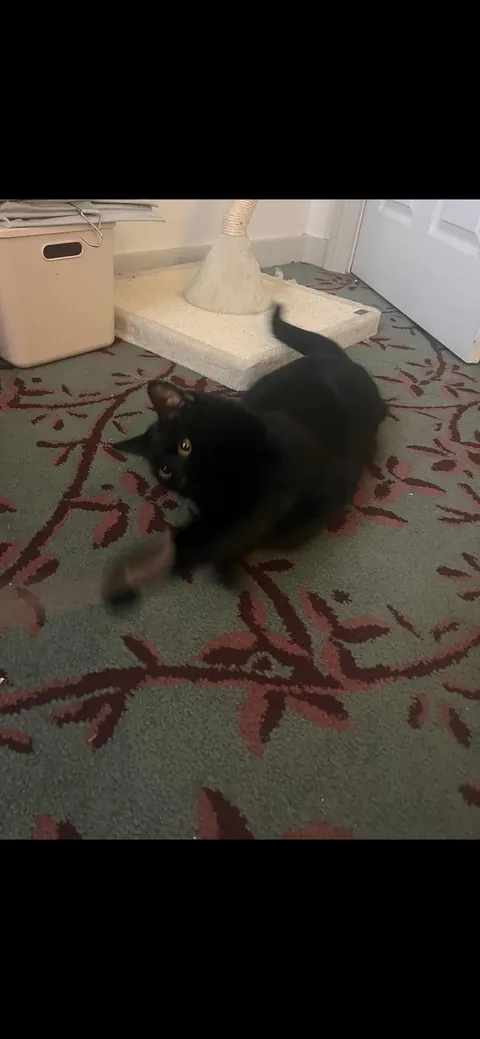 my playful little guy