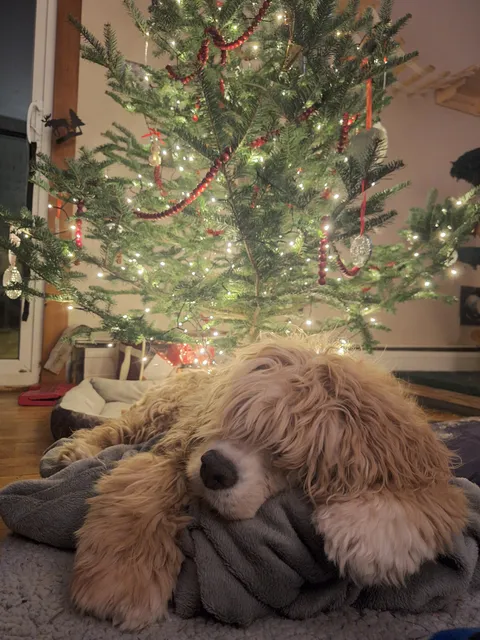 Lily is tuckered out from a busy holiday