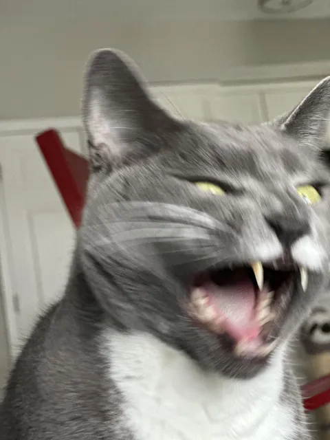 r/blurrypicturesofcats removed my pic but I refuse to not let the internet see it