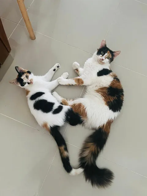 Cat Sisterhood