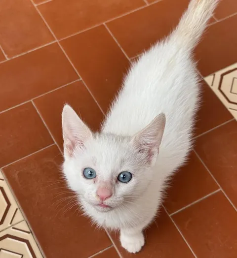 My beautiful rescue cat