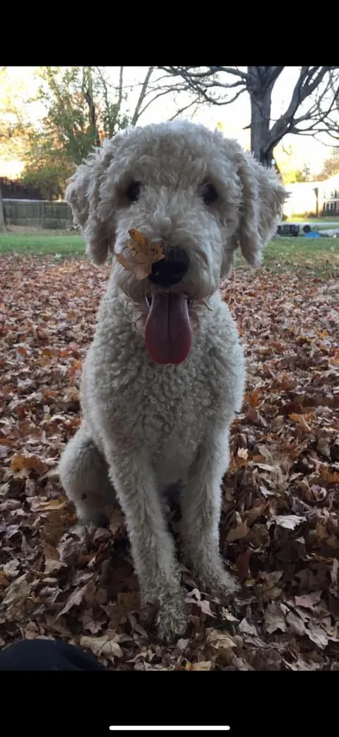 What I asked for v what I got