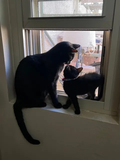 It’s hard being a single father 🖤