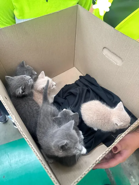 I found a pallet at work full of kittens under it today