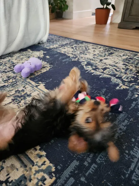 Found this guy at the shelter yesterday.