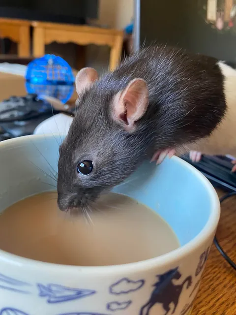 I CANNOT keep my rats out of the couch