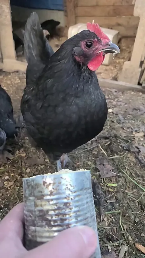 Chicken eating in slow motion