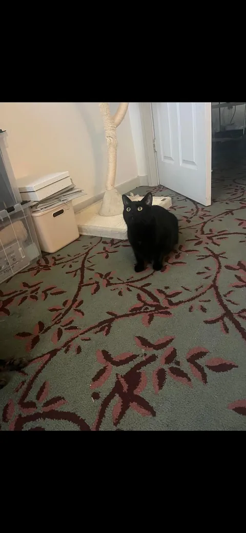 my playful little guy