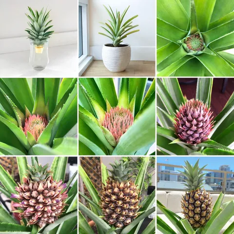 The complete 🍍circle of life. 3 years ago, I ate a pineapple, propagated it and then planted it. This year it flowered and produced its one and only fruit!
