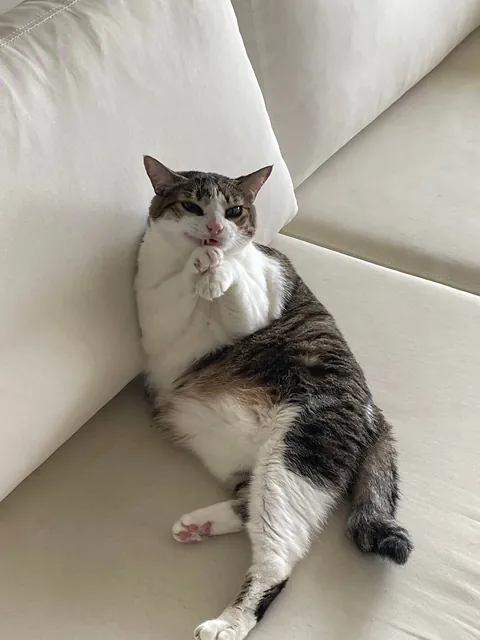 I suspect that my cat is up to something, should I worry?