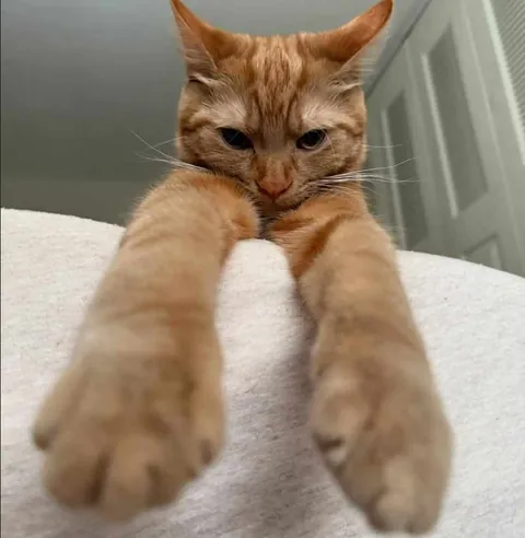 Tell me I'm handsome please 🥺