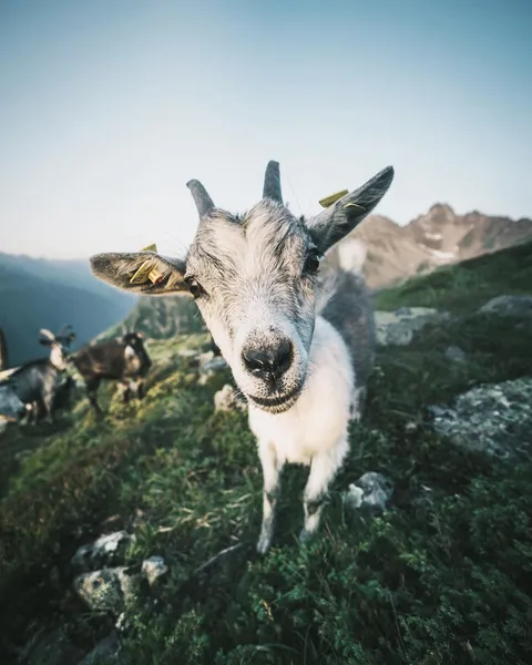 ITAP of a goat.