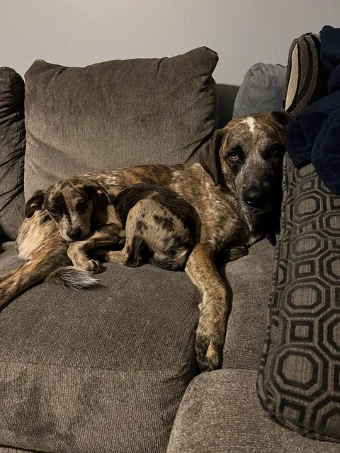 They make me want to adopt a million doggos 🥹