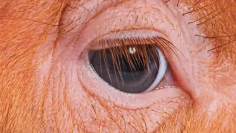 This fascist pig just had the Mayor of Newark arrested for speaking out against conditions of an ICE detention facility