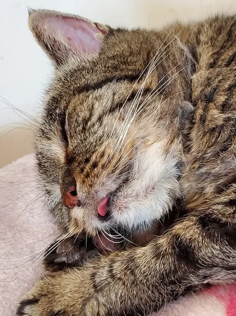 Last night I had to say goodbye to my 23 year old baby, Nutmeg