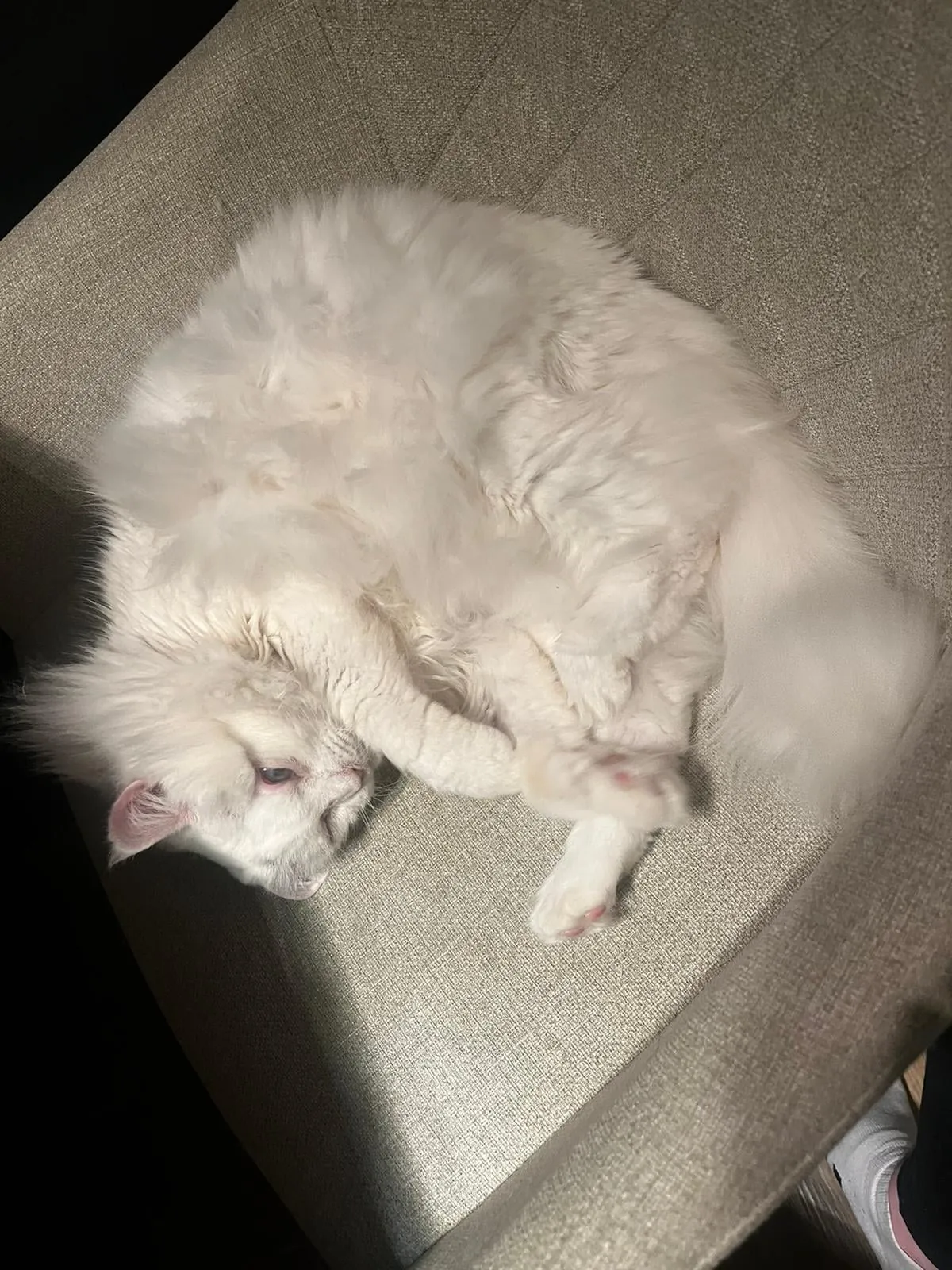 my sisters cat has survived her skin cancer!