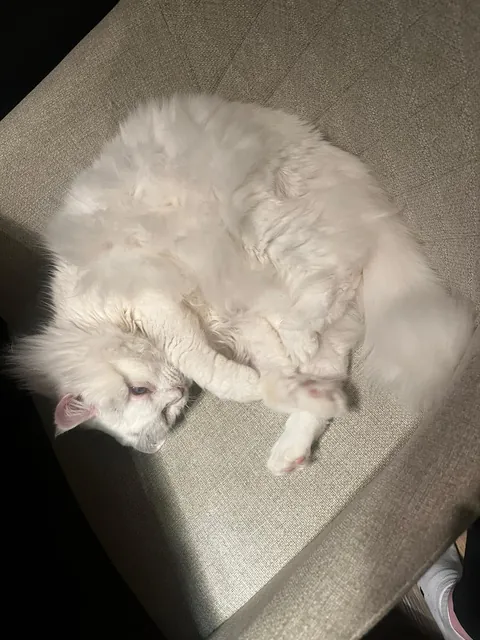 my sisters cat has survived her skin cancer!