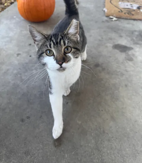 Cat showed up at my house and won’t leave