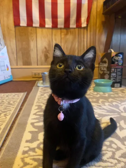 Is my girl a black cat or tuxedo?