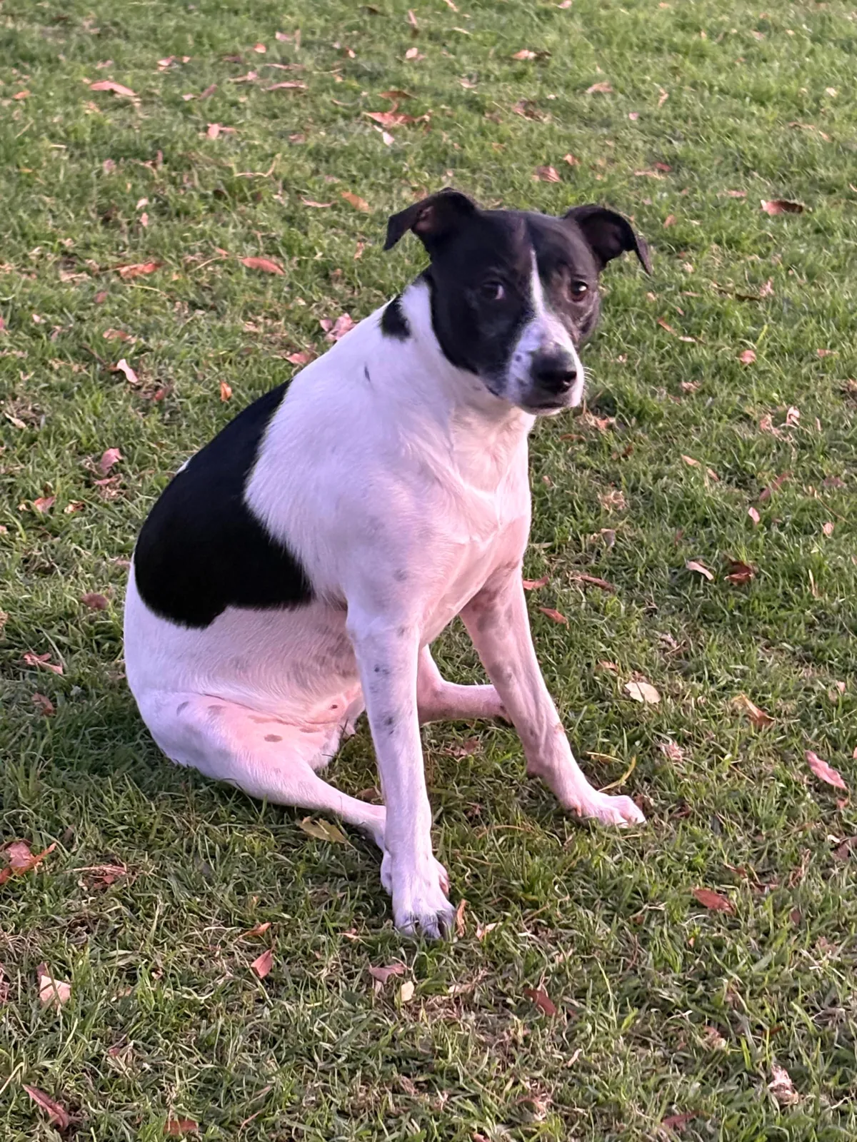 This is Tuna. Sometimes she sits weird. 100/10 love her for it tho