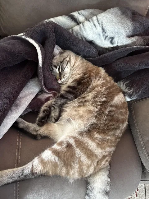 My cats OG owner just messaged me