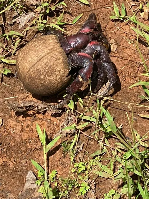 Visiting Pitcairn island